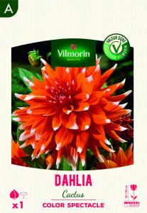 Dahlia cactus Color Spectacle (x1)